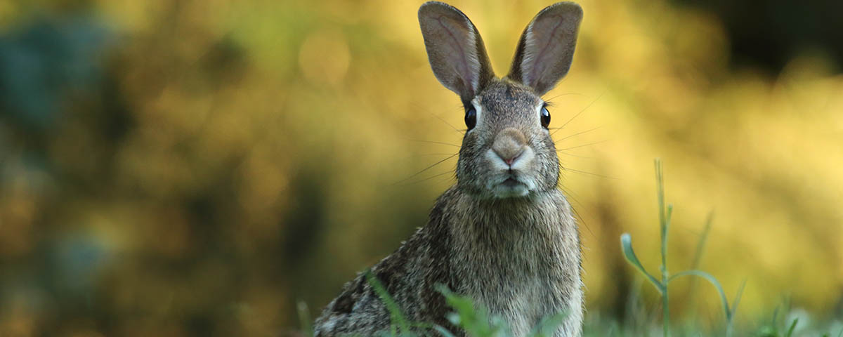 un conejo a alerta ante cualquier novedad