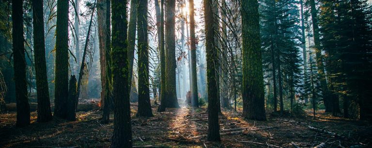 Tecnología Para Reforestar: Datos E IA Para Cuidar Los Bosques